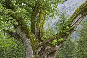 Coniferous Tree Species Prints: Old maple tree on which a spruce is growing