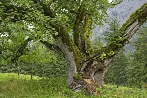 Deciduous Tree Austria Prints: Old maple tree on which a spruce is growing