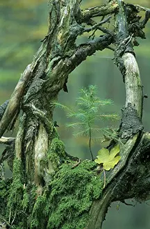 Moss Covered Tree Branches Prints: Old mossy branches with young tree