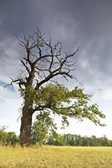Middle Elbe Biosphere Reserve Germany Prints: Old oak in the process of dying