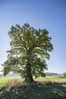 Old Oak Tree Prints: Old oak tree, (Quercus in backlight)