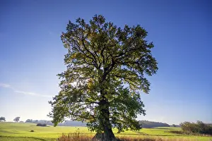 Old Oak Tree Germany Prints: Old oak tree, (Quercus in backlight)
