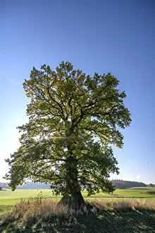 Old Oak Tree Prints: Old oak tree, (Quercus in backlight)