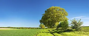 Deserted Country Lane Prints: Old oak trees line a field path through green fields in spring