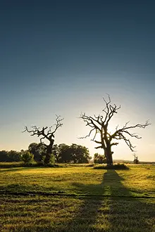 Old Oak Tree Prints: The Old Oaks