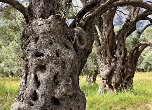 Deciduous Tree Trunk Prints: Old olive trees with thick trunks