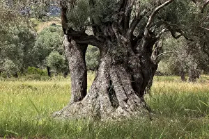 Deciduous Tree Structure Prints: Old olive trees with thick trunks