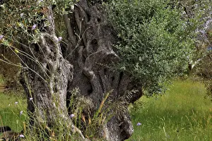 Deciduous Tree Trunks Prints: Old olive trees with thick trunks