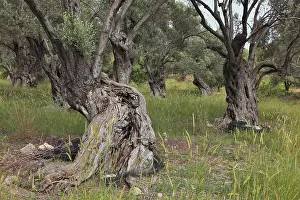 Old Olive Trees Prints: Old olive trees, thick whimsical tree trunk