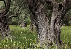 Old Olive Trees Prints: Old olive trees, thick whimsical tree trunk