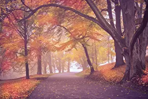 Deserted German Gardens Prints: Old park in fall. Germany
