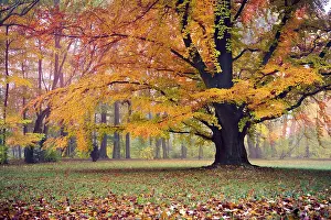 Central Europe Fall Season Prints: Old park in fall. Germany