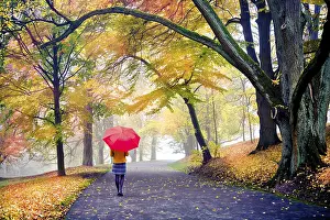 Central Europe Fall Scene Prints: Old park in fall. Germany