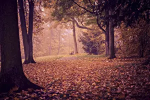 Autumn In Germany Prints: Old park in fall. Germany