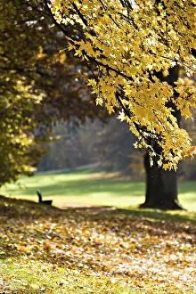 Central Europe Fall Season Prints: Old park in fall. Germany