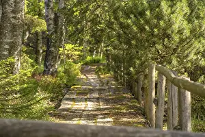 Southern Germany Countryside Scene Prints: Old path through the high moor