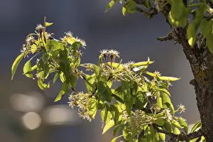 Springtime Deciduous Trees Prints: Old pear tree (Pyrus communis)