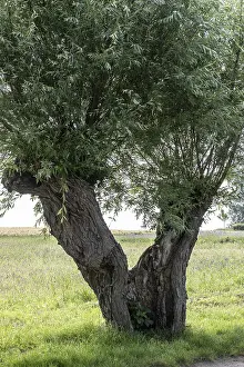 Willow Tree Europe Prints: Old pollarded willow, willow (Salix viminalis)
