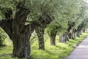 Willow Tree Germany Prints: Old pollarded willow, willow (Salix viminalis)
