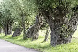 Willow Tree Germany Prints: Old pollarded willow, willow (Salix viminalis)