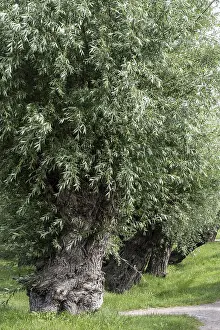 Willow Tree Germany Prints: Old pollarded willow, willow (Salix viminalis)