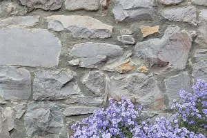 British Architecture Design Prints: Old stone wall with flowers background texture
