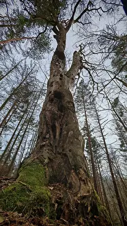 Thuringian Forest Prints: An old, sturdy tree trunk in a forest