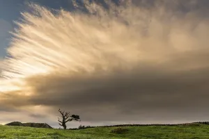 Atmospheric Tree Photography Prints: Old tree with dramatic thundercloud