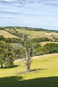 British Countryside Images Prints: Old Tree on Farms and Fields, Devon