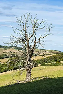 Devon Landscape Prints: Old Tree on Farms and Fields, Devon
