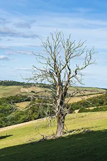 United Kingdom Nature Scenes Prints: Old Tree on Farms and Fields, Devon