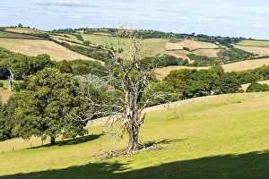 British Countryside Viewpoint Prints: Old Tree on Farms and Fields, Devon