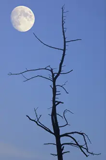 Backlight Shot Of A Tree Prints: Old tree with the moon, composing