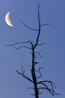 Desolate European Landscape Prints: Old tree with the moon, composing