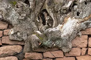 Red Sandstone Erosion Prints: Old tree root grows over a wall of red sandstone set on top of each other with text space