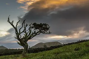 Atmospheric Nature Photos Prints: Old tree with thundercloud, Island of Pico