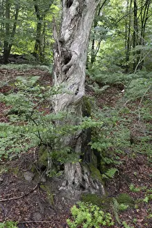 Nature Scenery Prints: Old tree, tree, forest, old, spring