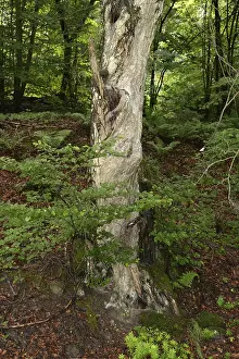 Nature Scenery Prints: Old tree, tree, forest, old, spring