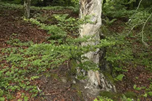 Wooded Countryside Views Prints: Old tree, tree, forest, old, spring