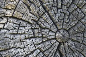 Old Tree Trunk Prints: Old tree trunk