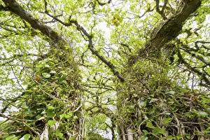 Uninhabited Island Scenery Prints: Old trees surrounded by ivy in spring