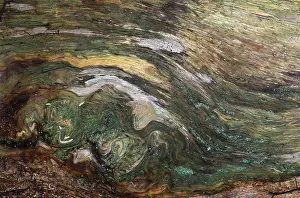 Nature Photography Macro Prints: Old trunk