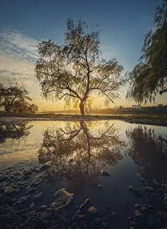 Deciduous Tree Evening Light Prints: Old willow tree reflected in a water puddle against sunset background