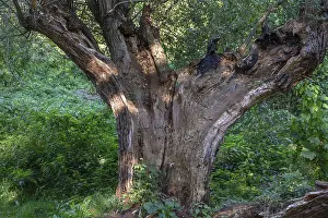 Stormy Weather Forecast Europe Prints: Old willow tree (Salix) split by lightning