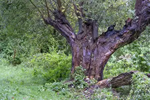 Lightning Strike Germany Prints: Old willow tree (Salix) split by lightning