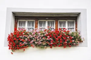 Flowering Plants In Nature Prints: Old Window with Flowers