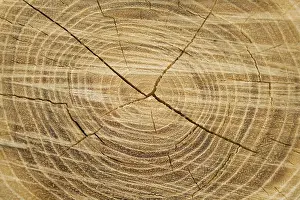 Old Wood Texture Prints: Old wood texture