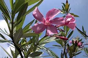 Ornamental Plant Photos Prints: Oleander