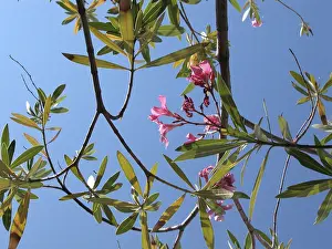Summer Flowers Prints: Oleander