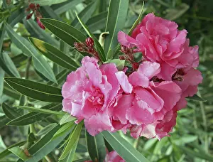 Pink Rose Blossom Prints: Oleander